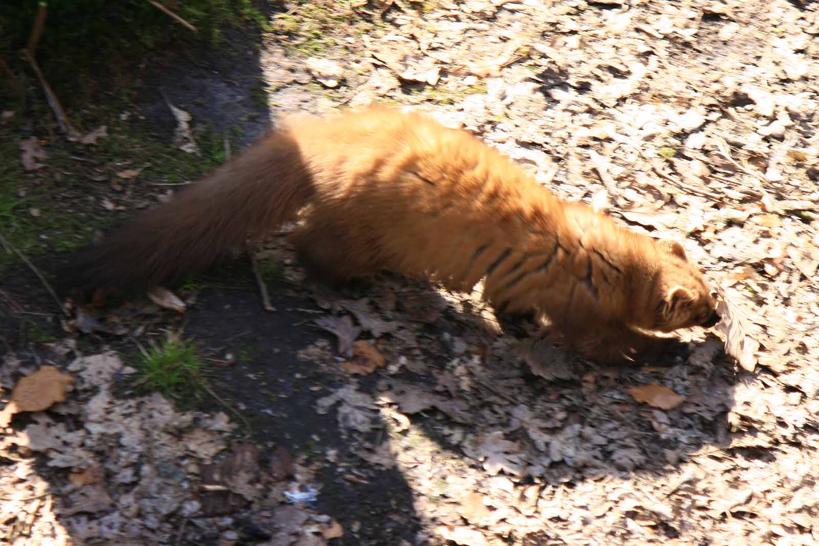 Finnland Tiere Lander Finnland Goruma