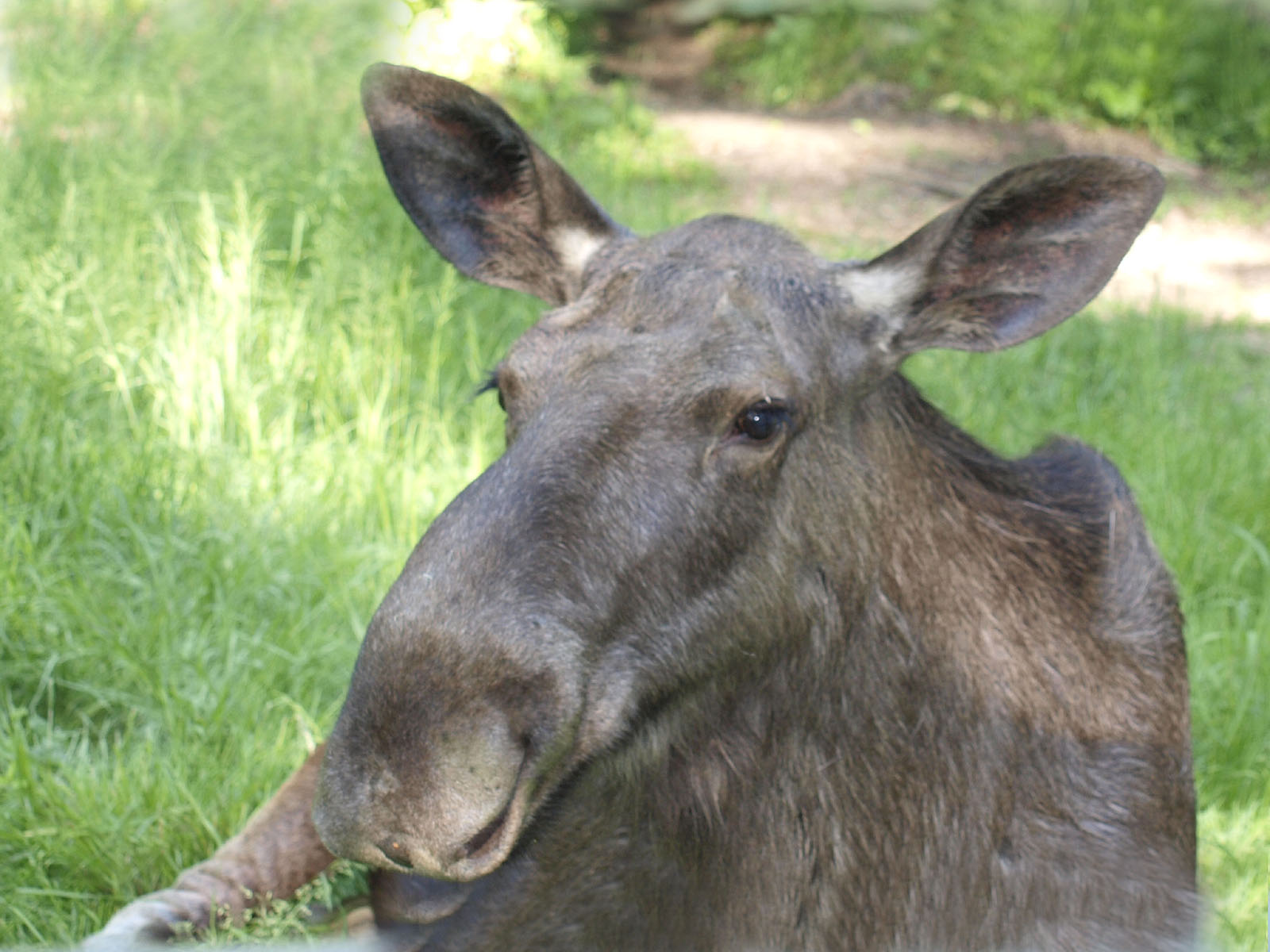 Finnland Tiere Lander Finnland Goruma